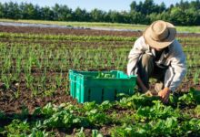 Atenção, trabalhadores do campo no Brasil. Bolsa Família pode garantir renda dupla por 2 anos ou mais; entenda o projeto para votação.