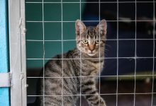 O RG Animal é mais uma novidade do governo federal. veja como funciona.