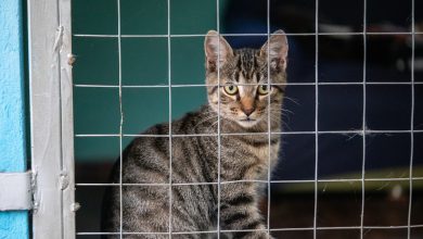 O RG Animal é mais uma novidade do governo federal. veja como funciona.