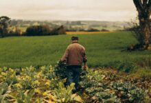 Os produtores que possuem dívidas rurais podem se livrar dos débitos.