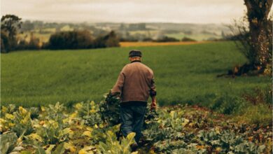 Os produtores que possuem dívidas rurais podem se livrar dos débitos.