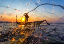 Se você é pescador artesanal, veja como receber o seguro-defeso retroativo.